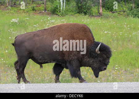 Le bison le long de la route de l'Alaska dans le nord de la Colombie-Britannique Banque D'Images