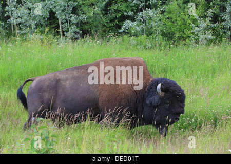 Le bison le long de la route de l'Alaska dans le nord de la Colombie-Britannique Banque D'Images