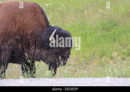 Le bison le long de la route de l'Alaska dans le nord de la Colombie-Britannique Banque D'Images