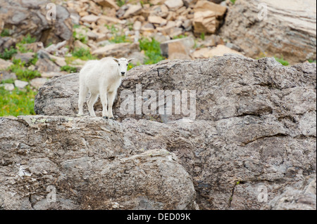 Un mineur de la chèvre de montagne se dresse sur rocher géant tout en essayant de déterminer la meilleure route descendre. Le Glacier National Park, Montana. Banque D'Images