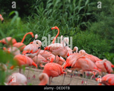 Les flamants roses sur la plage Banque D'Images