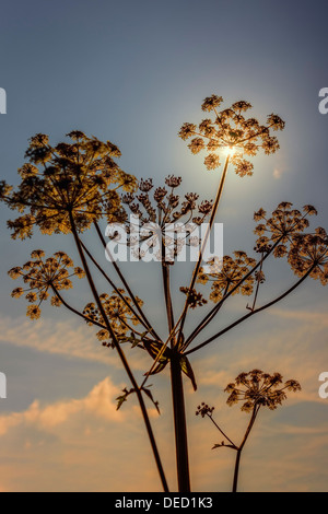 La lumière du soleil à travers plante seedhead Banque D'Images