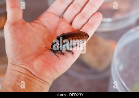 Madagascar (Gromphadorhina portentosa blatte sifflement) dans la main Banque D'Images