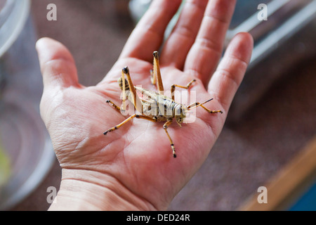 Sauterelle (Romalea guttata) dans la main de l'homme Banque D'Images