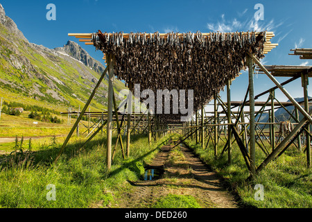 Stockfish le séchage à Lofoten, dans le nord de la Norvège Banque D'Images