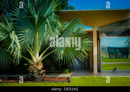 Un palmier de Bismark arbre en face d'un motel au milieu du siècle historique conçu par Victor A. Lundy, Warm Mineral Springs, FL Banque D'Images