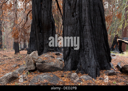 Les troncs des arbres des forêts brûlées - Sierra Nevada, en Californie USA Banque D'Images