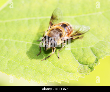 Insectes Gadfly assis sur une feuille verte Banque D'Images