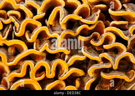 Close-up of Hairy croûte Rideau (champignon Stereum hirsutum) dans le parc national de Peak District, Derbyshire, Angleterre, RU Banque D'Images