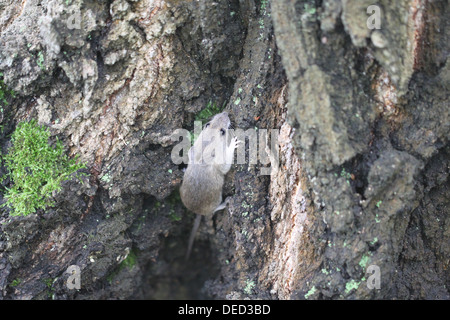 Bois Gris souris sur un arbre dans la forêt. Banque D'Images