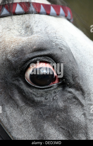 Iffezheim, Allemagne, à œil d'un cheval Banque D'Images