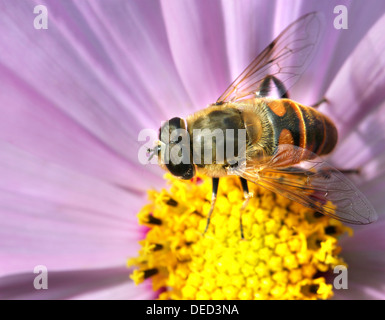 Insectes Gadfly assis sur une fleur Banque D'Images