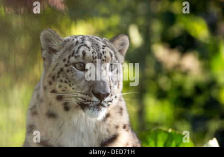 Femme snow leopard (head shot) Banque D'Images