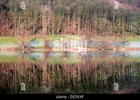 CUMBRIA, Royaume-Uni - 23 AVRIL 2008 : arbres sur l'eau d'Esthwaite dans le district des lacs anglais Banque D'Images