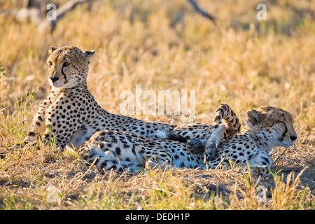 Deux guépards (Acinonyx jubatus) reposant, Botswana, Africa Banque D'Images