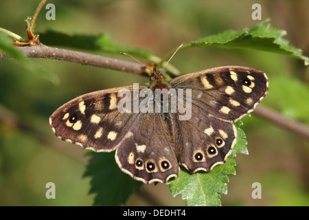 Macro d'une image détaillée bien camouflée bois mouchetée (Pararge aegeria) papillon posant sur une feuille Banque D'Images