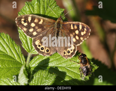 Bien camouflée papillon bois mouchetée (Pararge aegeria) posant sur une feuille, une hoverfly à côté. Banque D'Images