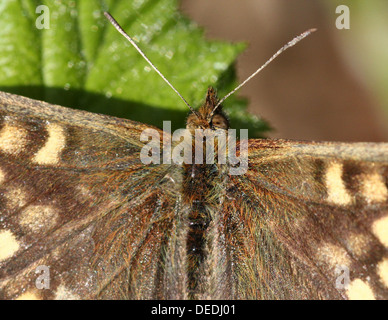 Gros plan détaillé d'un papillon en bois brun moucheté européenne (Pararge aegeria) posant sur une feuille Banque D'Images