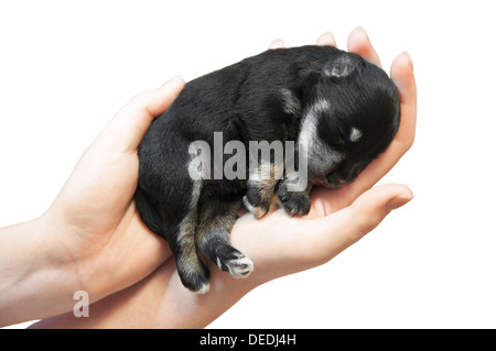 Petit chiot dormir dans mains isolé sur fond blanc Banque D'Images