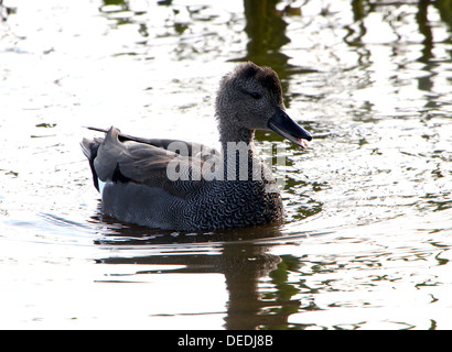 Close-up détaillé d'un mâle Canard chipeau (Anas strepera) natation dans un lac Banque D'Images