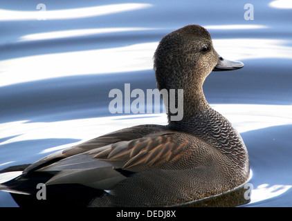 Close-up très détaillée la tête et le haut du corps d'un mâle Canard chipeau (Anas strepera) Banque D'Images