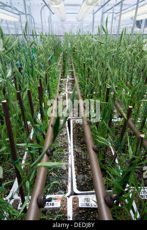 Modification de gènes Brachypodium cultures pratiquées dans le plein contrôle des émissions . Evogene. Rehovot. Israël. Banque D'Images