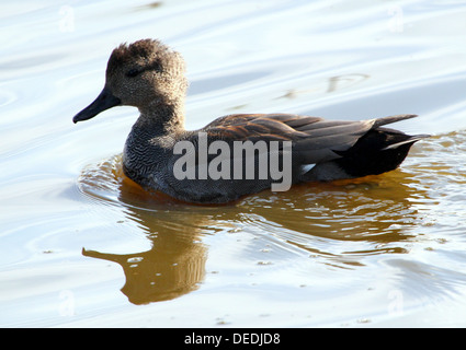 Close-up détaillé d'un mâle Canard chipeau (Anas strepera) Nager dans un lac Banque D'Images