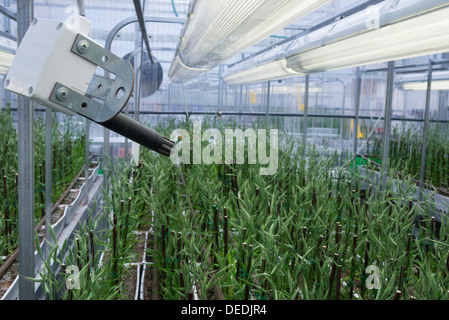 Modification de gènes Brachypodium cultures pratiquées dans le plein contrôle des émissions . Evogene. Rehovot. Israël. Banque D'Images