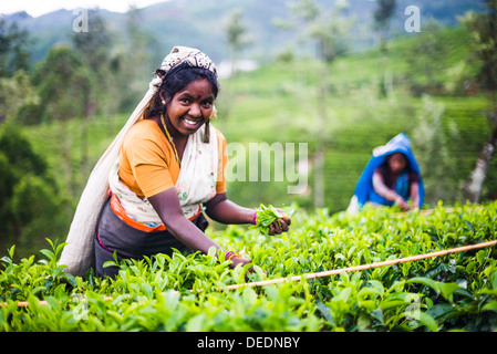 Sélecteur de thé dans une plantation de thé, dans la montagne, les hauts plateaux du centre, District de Nuwara Eliya Sri Lanka, Asia Banque D'Images