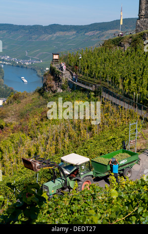 La récolte de raisin avec vue sur vallée de la Moselle à Bernkastel-Kues, Rhénanie-Palatinat, Allemagne, Europe Banque D'Images