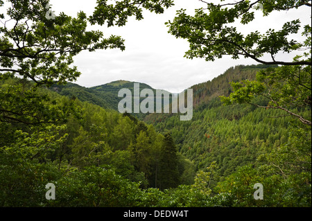 Vue depuis le sentier nature sur le sentier de l'échelle de Jacob dans la Gorge de Rheidol Pont du Diable près de Aberystwyth, Ceredigion West Wales UK Banque D'Images