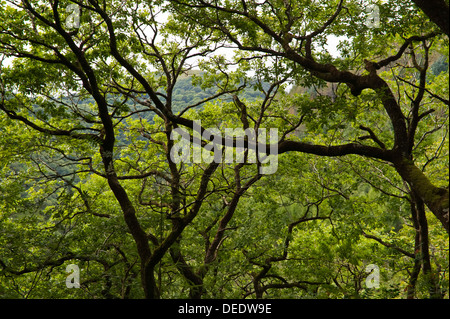 Forêt de chênes sessiles sur le sentier nature sur le sentier de l'échelle de Jacob dans la Gorge de Rheidol Pont du Diable près de Aberystwyth, Ceredigion West Wales UK Banque D'Images