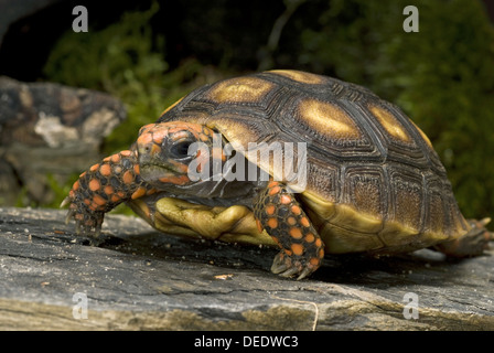 Red-footed tortue Chelonoidis carbonaria, Banque D'Images