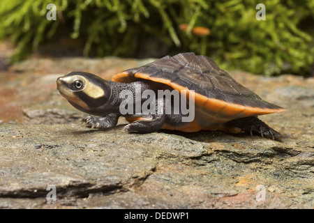 À ventre rouge à col court tortue, Emydura subglobosa Banque D'Images