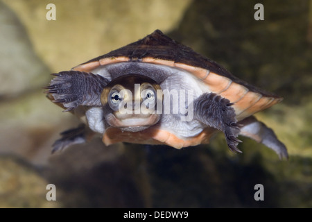 À ventre rouge à col court tortue, Emydura subglobosa Banque D'Images