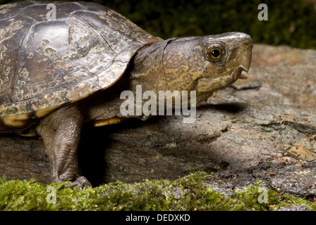 L'Est de la boue, des tortues Kinosternon subrubrum Banque D'Images