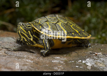 À ventre rouge du nord, Pseudemys rubriventris rubriventris Cooter Banque D'Images