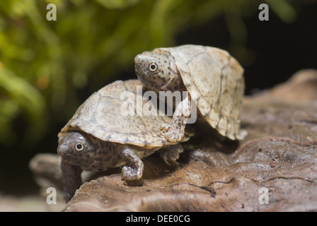 Adossé à une tortue musquée, Sternotherus carinatus Banque D'Images