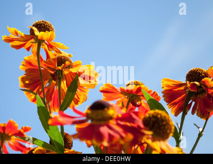 Orange et rouge vif Helenium fleurs dans le soleil au-dessus de ciel bleu Banque D'Images