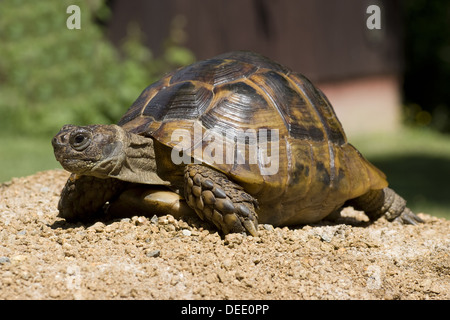 Épi Méditerranéen-thighed, tortue Testudo graeca ibera Banque D'Images