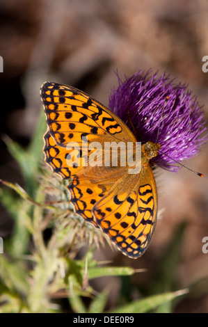 Fabriciana adippe butterfly sitting on purple thistle Banque D'Images