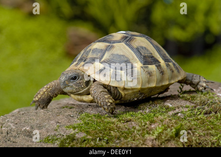 L'ouest de la tortue d'Hermann, Testudo hermanni hermanni Banque D'Images