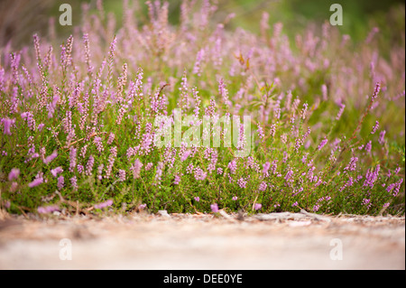 Bouquets de fleurs de bruyère rose en forêt Banque D'Images