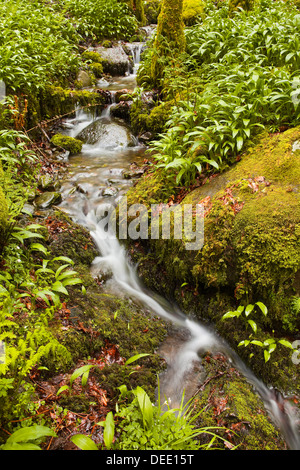 Partie de Stock Ghyll vigueur chute près de Ambleside, Parc National de Lake District, Cumbria, Angleterre, Royaume-Uni, Europe Banque D'Images