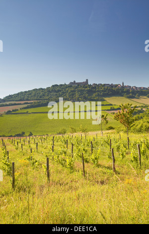 Vignobles près de la colline de Vézelay dans l' Yonne domaine de Bourgogne, France, Europe Banque D'Images