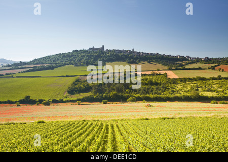 Vignobles près de la colline de Vézelay dans l' Yonne domaine de Bourgogne, France, Europe Banque D'Images