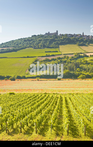 Vignobles près de la colline de Vézelay dans l' Yonne domaine de Bourgogne, France, Europe Banque D'Images