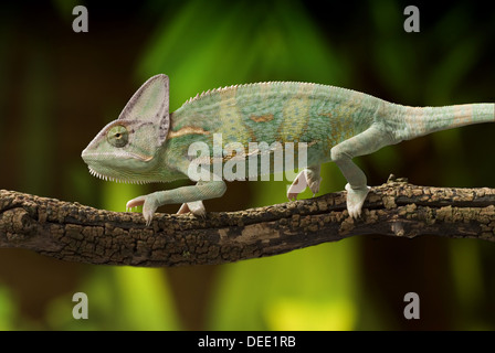 Chamaeleo calyptratus, le caméléon voilée Banque D'Images