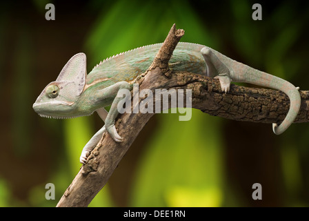 Chamaeleo calyptratus, le caméléon voilée Banque D'Images