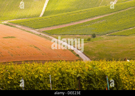 Vignes de champagne dans la Côte des Bar salon de l'Aube, Champagne-Ardenne, France, Europe Banque D'Images